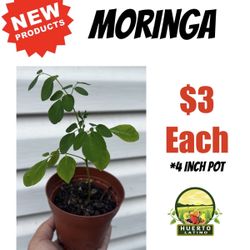 Moringa Plant (Planta De Moringa) 
