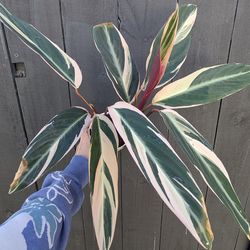 Calathea Stromanthe Triostar Plant 4" Pot - Indoor House Plants