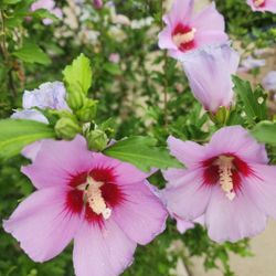 Rose Of Sharon Plant Seedling