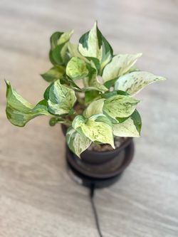 Manjula Aureum Pothos
