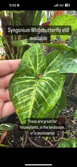 Syngonium White Butterfly 