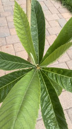 Loquat Tree