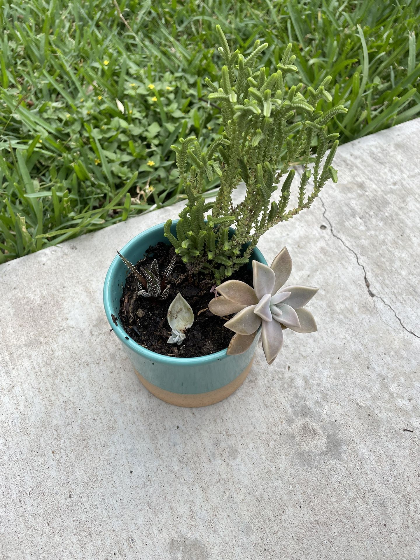 Succulent Trio