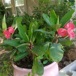 Blooming Plant