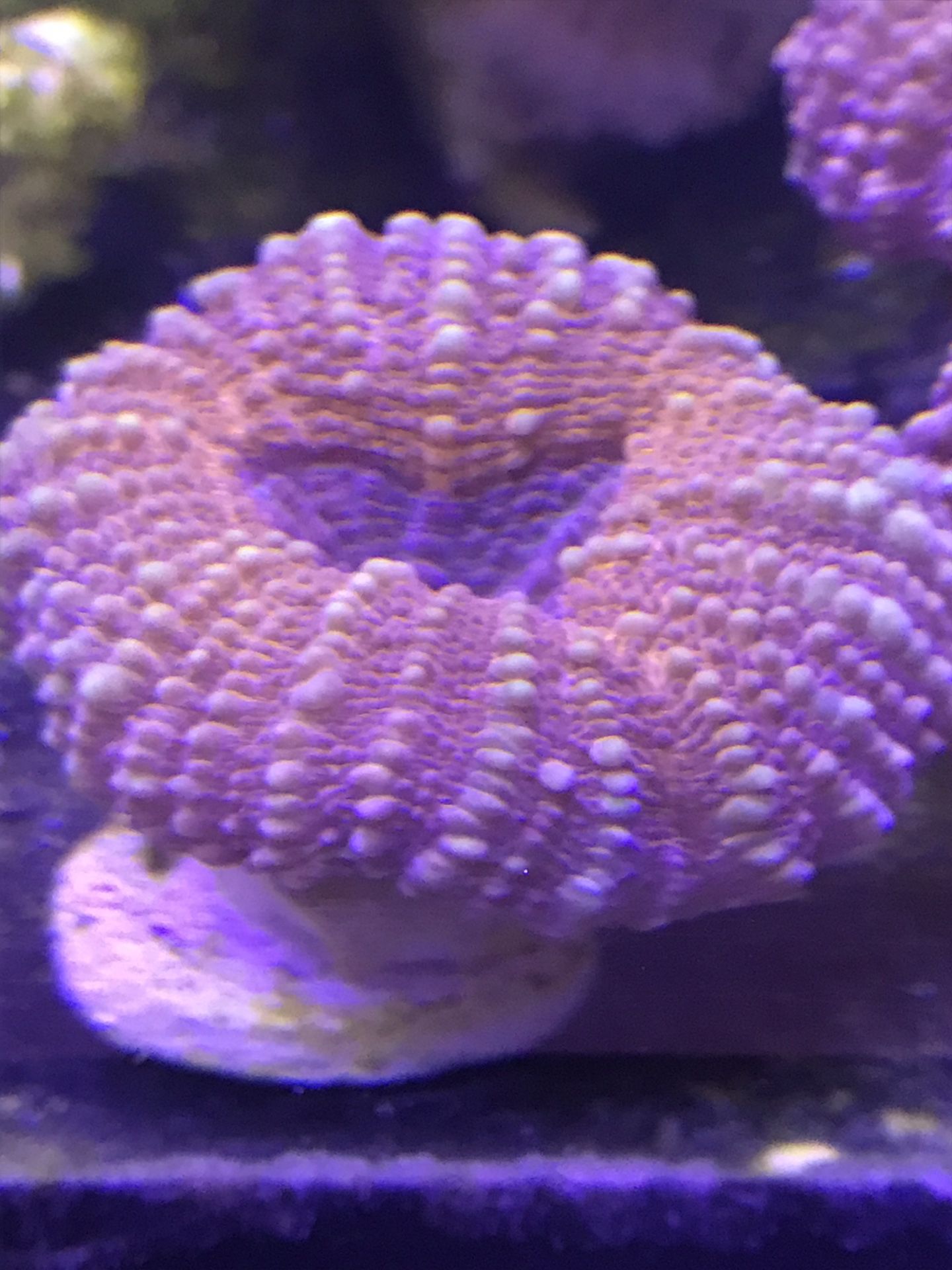 Coral Lobo Matt's Reef