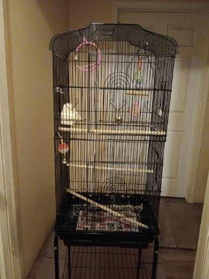 Bird Cage