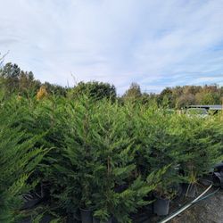 Leyland Cypress Screening Trees 