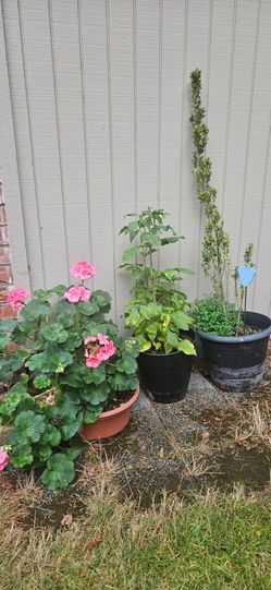 Potted Plants Lot of 3