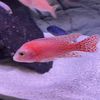 Luis
