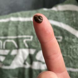 Baby Snails 