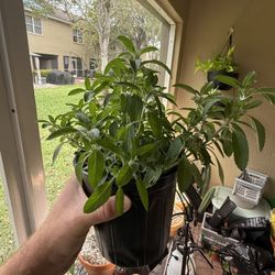 Lemon Bee Balm (Monarda citriodora) – Fragrant, Pollinator-Friendly Herb