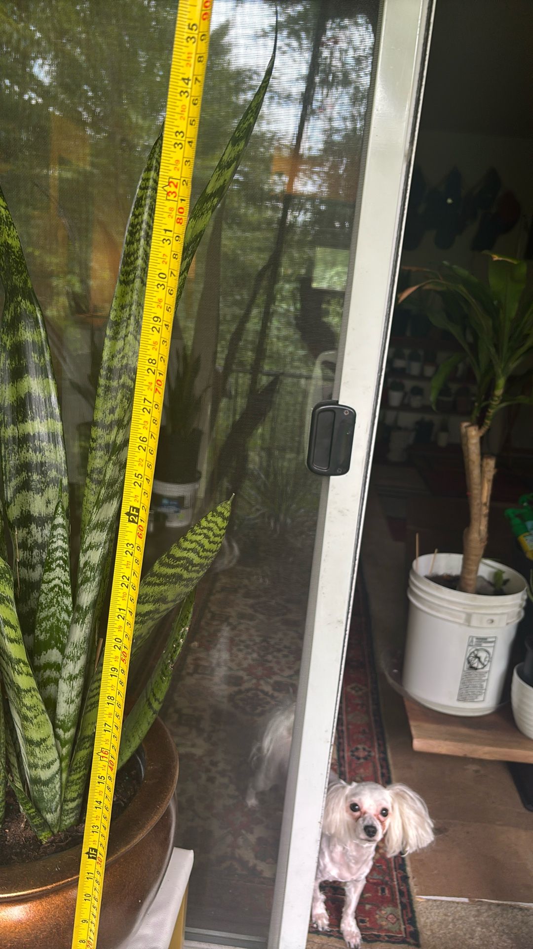 Snake Plant