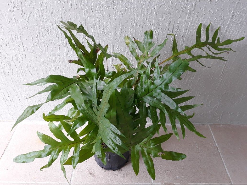 Hawaiian Laua'e Fern Plant ( 3 Gal )
