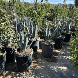 Blue Americana Agave 15gal 