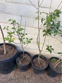 Apple Trees