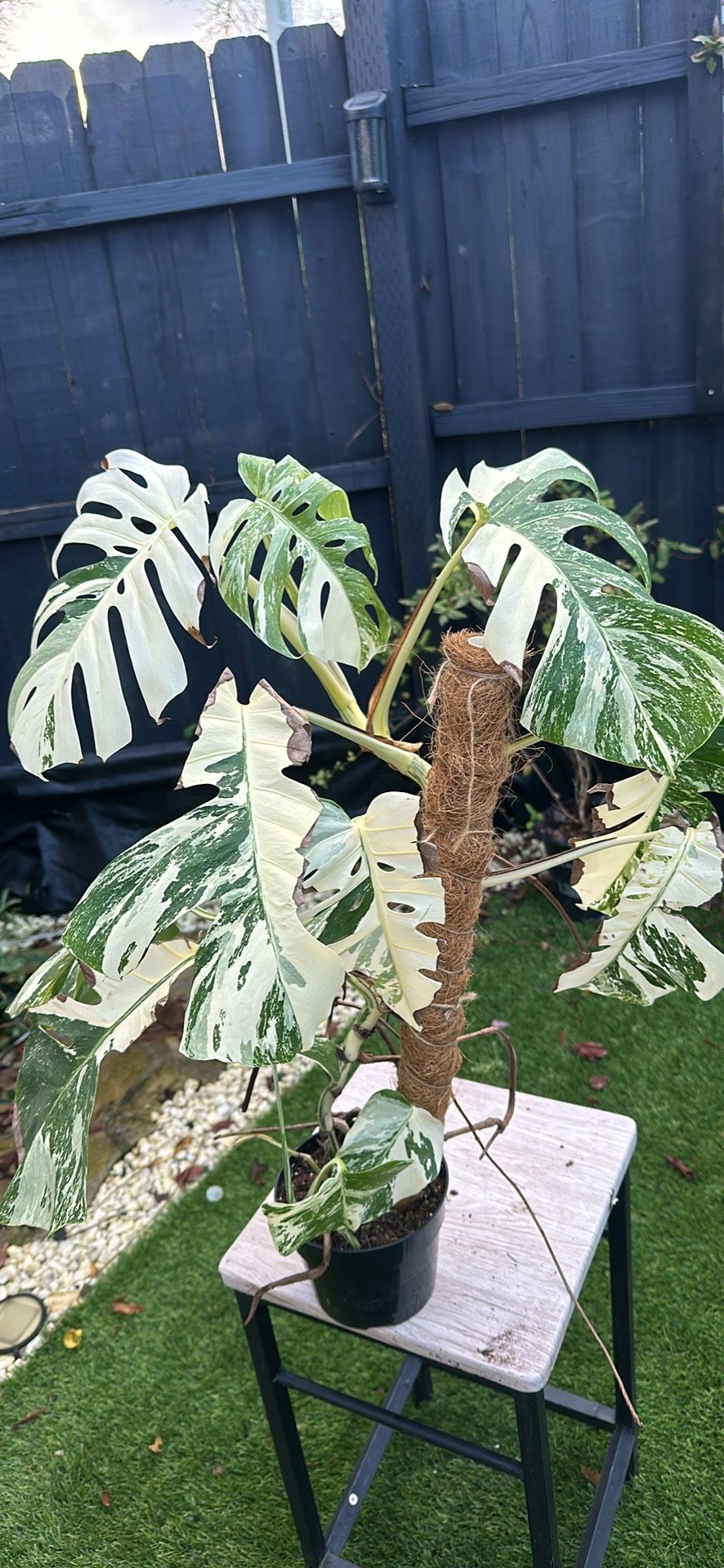 Monstera Albo Plant