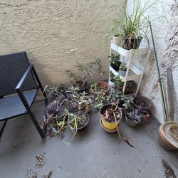 free plants, free rocking patio chair, free tiered organizer