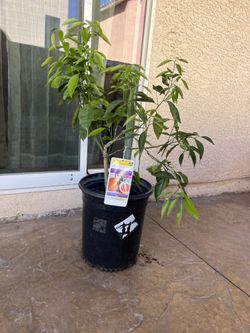 Cara Cara Orange Citrus Tree