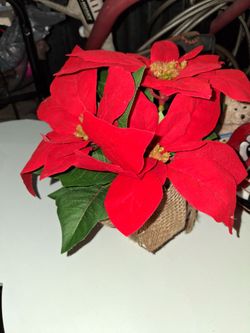 Red Poinsettia Plant in Burlap Pot
