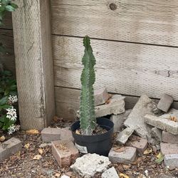 Cactus Plants