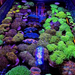🔥CORALS DECORATIONS FOR MARINE TANK OVER 500 CORALS IN STOCK PICK-UP - DELIVERY  - SHIP