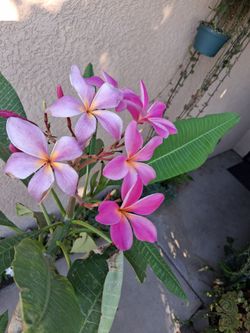 Tall Hawaiian Plumeria Tree $120