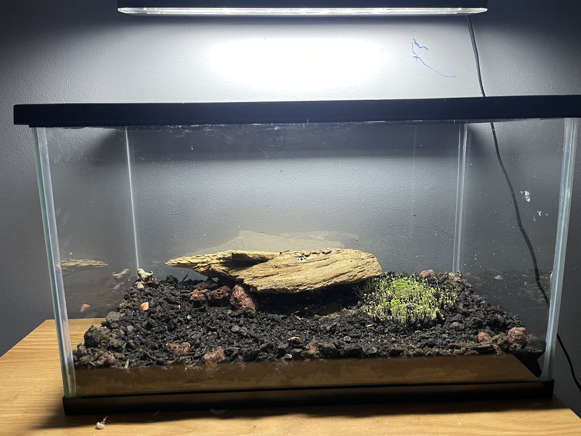 Tank 10 Gal New Born Geckos As Well 