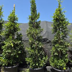 Ficus 24g