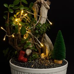 🌿 Holiday Succulent Bonsai in Driftwood – Unique Living Décor! 🎄