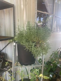 French lavender plant
