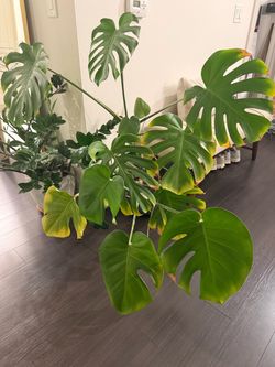 Large Monstera Deliciosa Live Plant