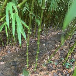Bamboo Plants