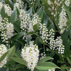 3.5 ft Cherry Laurel — Evergreen, Fragrant, and Loved by Pollinators