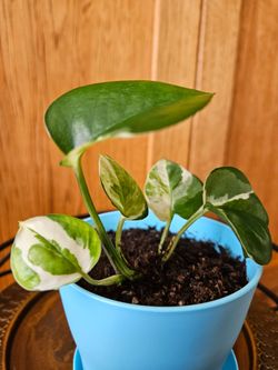 Pearls and Jade Potho ( Blue pot-B)