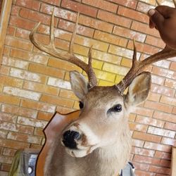 cabeza de venado 