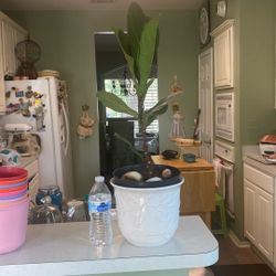Fiddle Leaf Fig Plant 