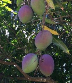Extra Large Mangoes