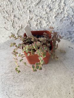 2 Inch Pot Succulent Plant - Rare Sedum Little Missy - Rooted & Established - Drought Resistant 🪴 Great Baby Shower or Wedding Favors