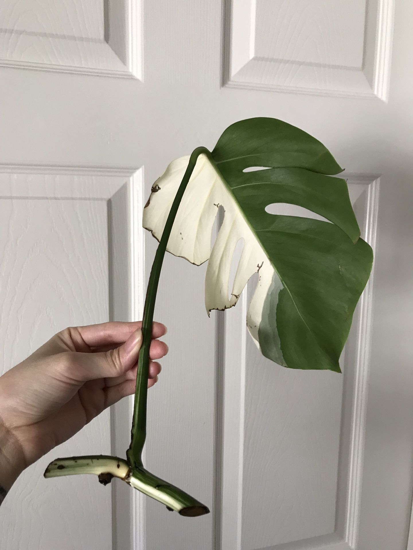 Half moon variegated monstera albo for Sale in Los Angeles, CA