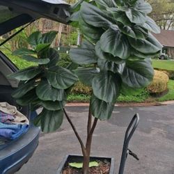 Artificial Fiddle Leaf Fig Tree  10ft!-
