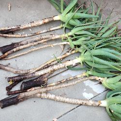 Trade Aloes plants bare roots with other plants