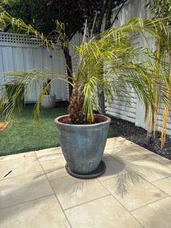 Potted Palm Tree
