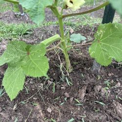 Okra Plant 
