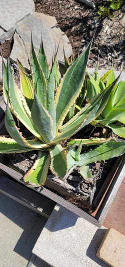 Free agave and aloe plant with containers