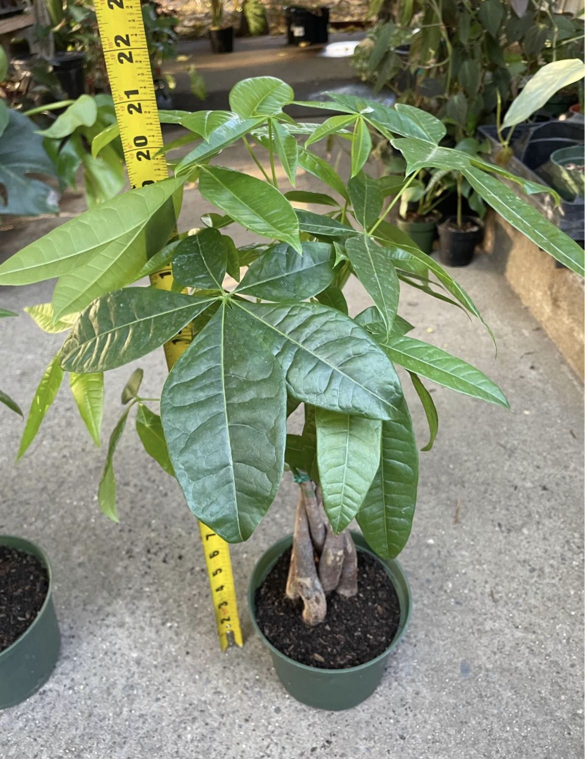 6” Pot Braided Money Tree, Super Heathy Indoor Plant, Now$22each; 95820