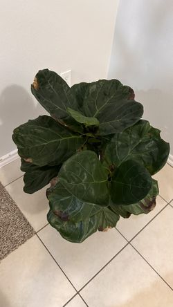 Fig Tree Plant