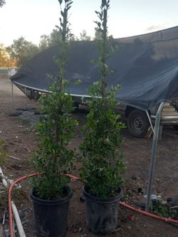 Ficus