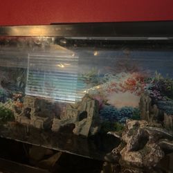 75 Gallon Tank