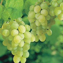 🍇Grapevine (Thompson)Uva