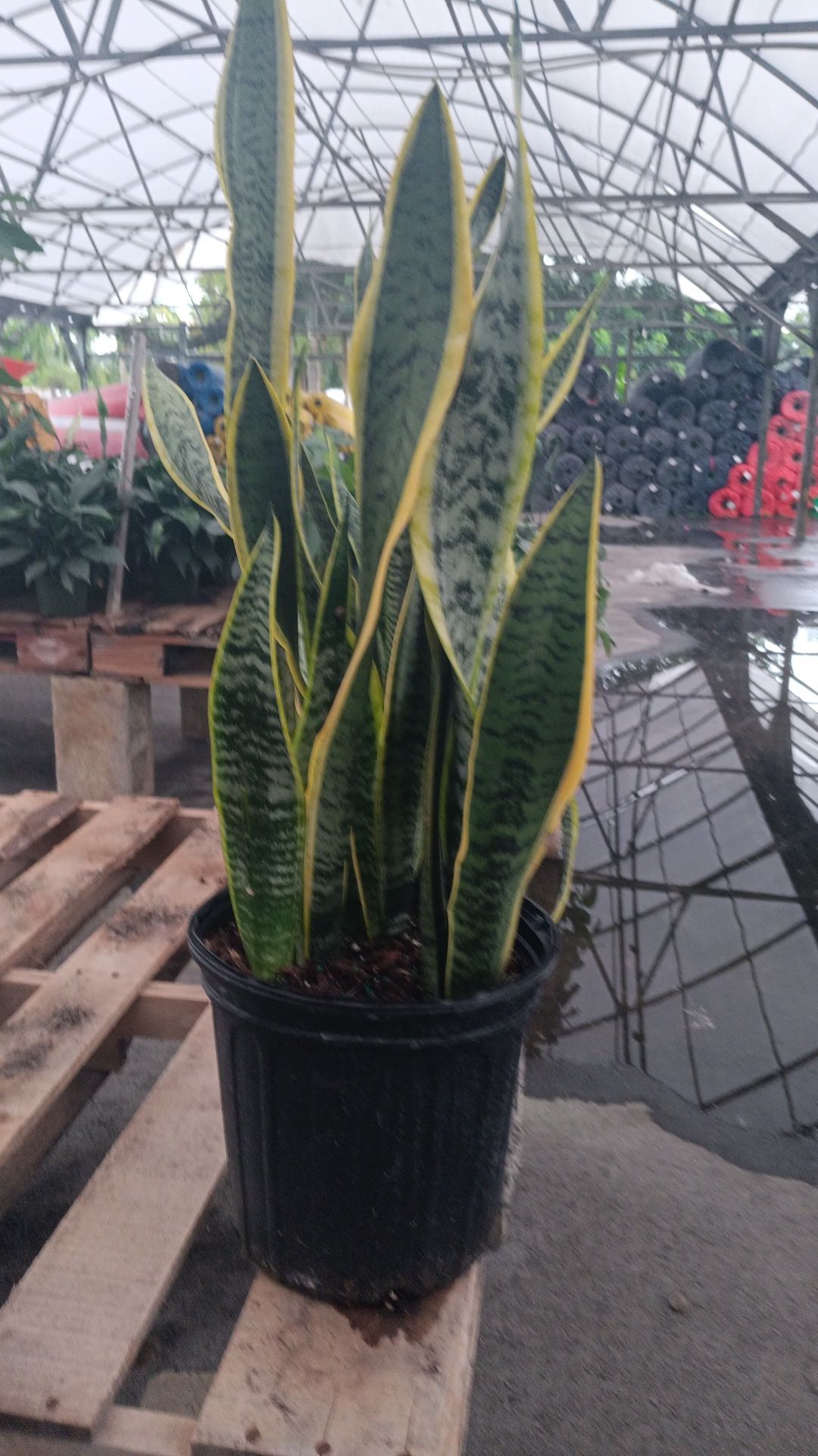 Snake Plant - 3gl